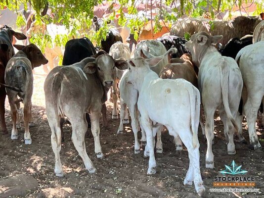 Stockplace Brahman Cows & Calves 13.jpeg
