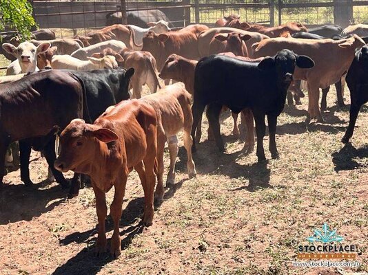 Stockplace Brahman Cows & Calves 12.jpeg