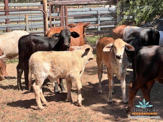 Stockplace Brahman Cows & Calves 11.jpeg