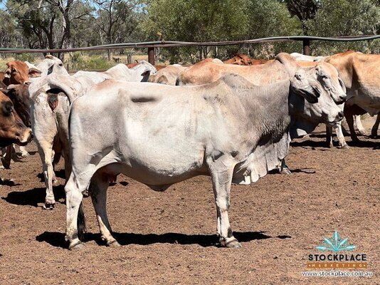 Stockplace Brahman Cows & Calves 8.jpeg
