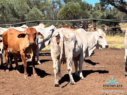Stockplace Brahman Cows & Calves 5.jpeg