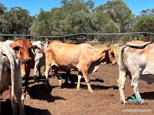 Stockplace Brahman Cows & Calves 4.jpeg