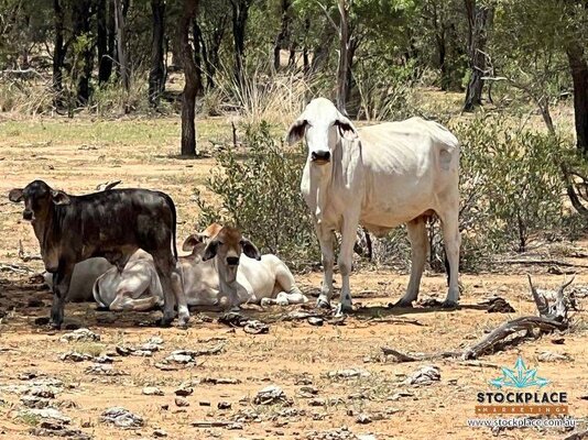 Stockplace Brahman Cows & Calves 3.jpeg