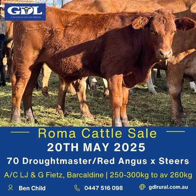 Roma Store Cattle- 8am, 20 May.jpg