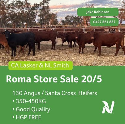 Roma Store Cattle- 8am, 20 May 2.jpg