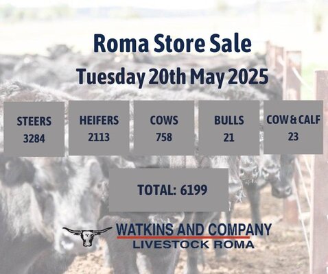 Roma Store Cattle- 8am, 20 May.jpg