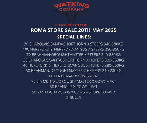 Roma Store Cattle- 8am, 20 May 2.jpg