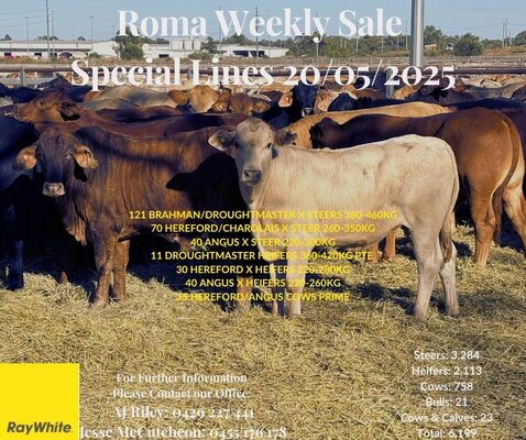 Roma Store Cattle- 8am, 20 May 4.jpg