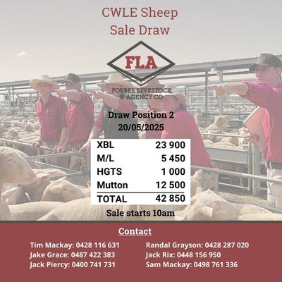CWLE Forbes Sheep Sale 20 May.jpg CWLE Forbes Sheep Sale 20 May.jpg