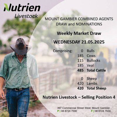 Mount Gambier and District Saleyards Sale2.jpg Mount Gambier and District Saleyards Sale2.jpg