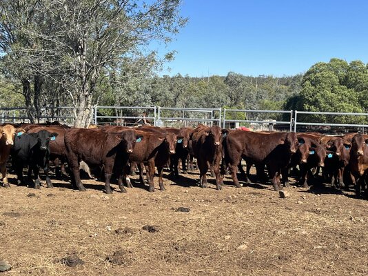 Monto Weaner Sale.jpg