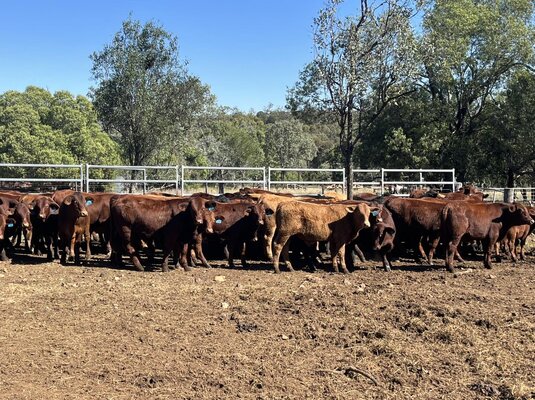 Monto Weaner Sale 5.jpg