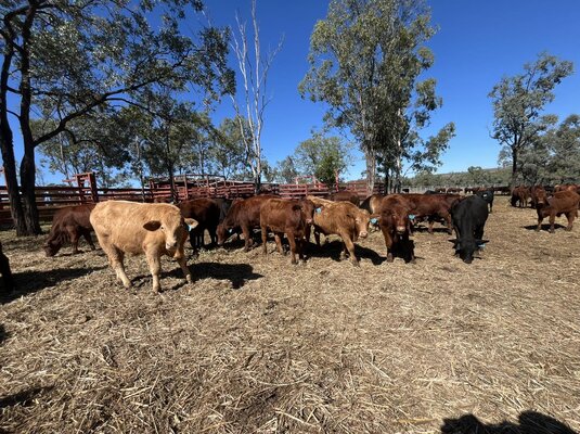 Monto Weaner Sale 4.jpg