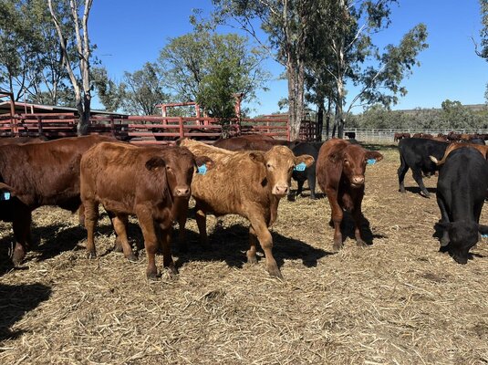 Monto Weaner Sale 3.jpg
