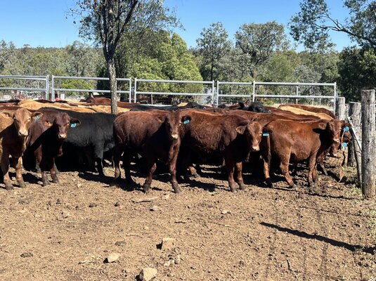 Monto Weaner Sale 2.jpg