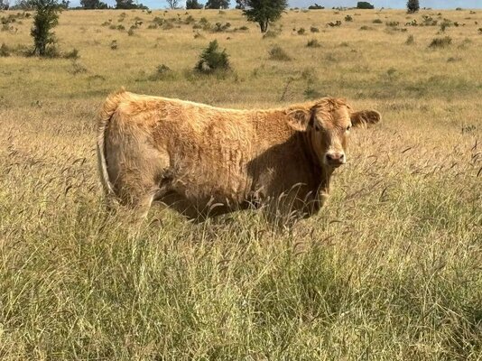 MONTO CHARBRAY & WEANER SALE.jpg