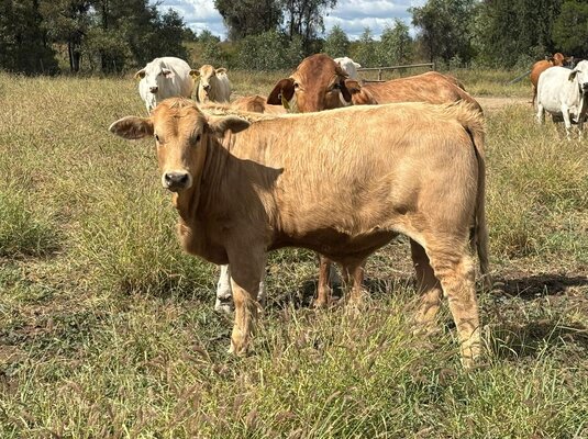 MONTO CHARBRAY & WEANER SALE 5.jpg