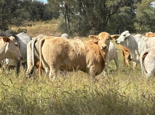 MONTO CHARBRAY & WEANER SALE 4.jpg