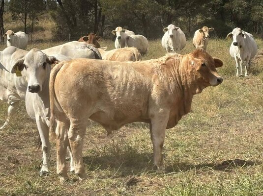 MONTO CHARBRAY & WEANER SALE 3.jpg