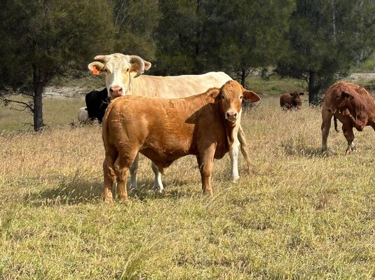 MONTO CHARBRAY & WEANER SALE 2.jpg