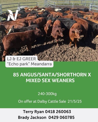 Dalby Cattle Sale- 7-30am 7.jpg