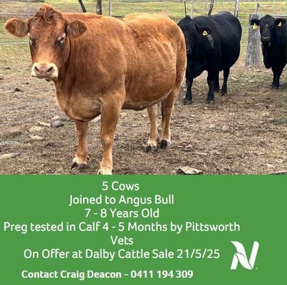Dalby Cattle Sale- 7-30am 12.jpg