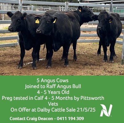 Dalby Cattle Sale- 7-30am 11.jpg