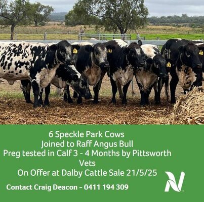 Dalby Cattle Sale- 7-30am 10.jpg