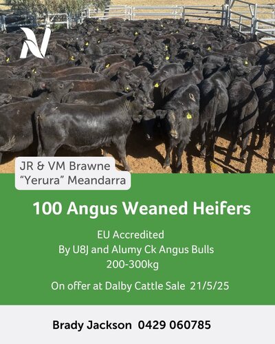 Dalby Cattle Sale- 7-30am 8.jpg
