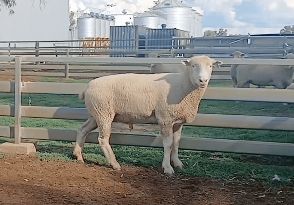 Avondale Poll Dorset Stud rams.png
