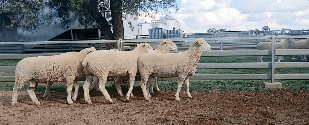 Avondale Poll Dorset Stud rams 2.png