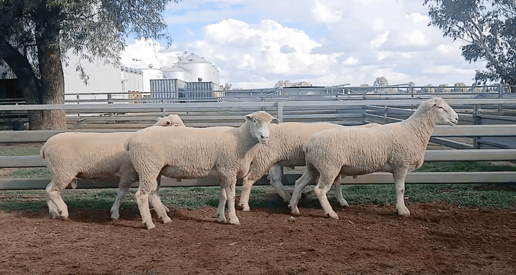 4 Rams .png