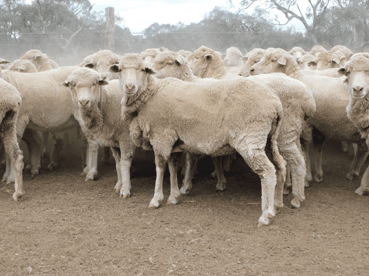 Poll Merino SIL Ewes .png