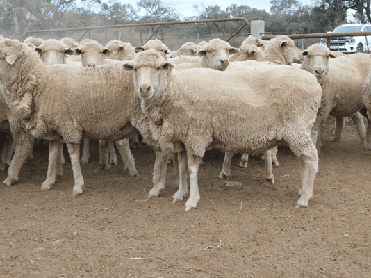 Poll Merino SIL Ewes 2.png