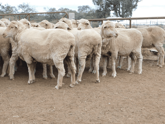 Poll Merino SIL Ewes 10.png
