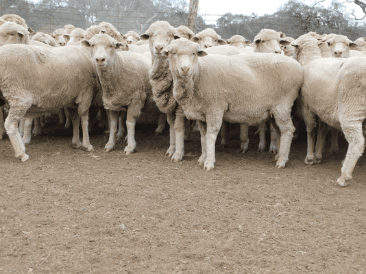Poll Merino SIL Ewes 9.png