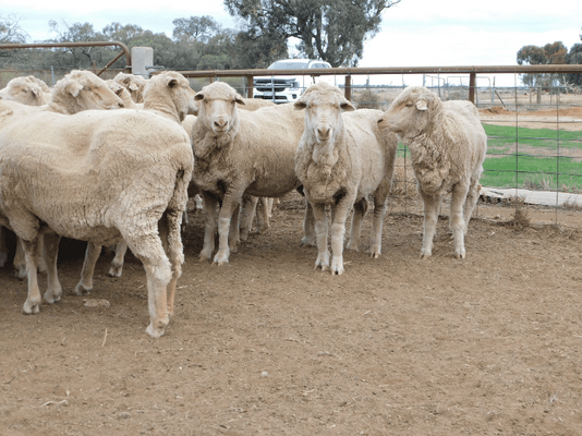 Poll Merino SIL Ewes 8.png