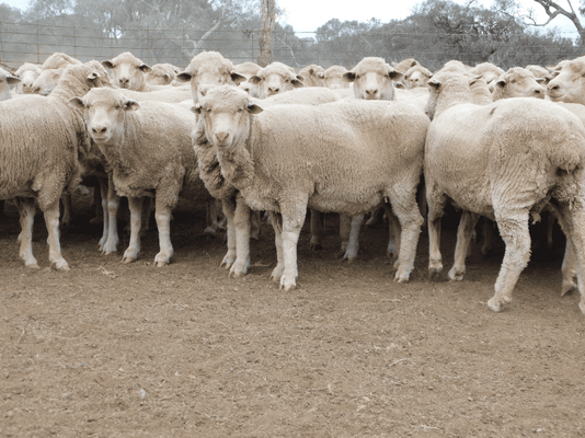 Poll Merino SIL Ewes 7.png