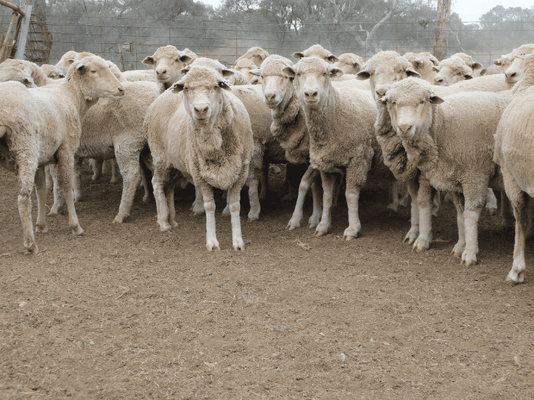 Poll Merino SIL Ewes 6.png