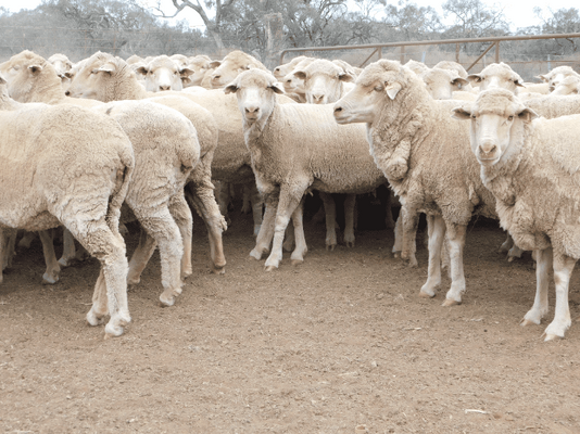 Poll Merino SIL Ewes 5.png