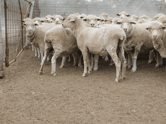 Poll Merino SIL Ewes 4.png