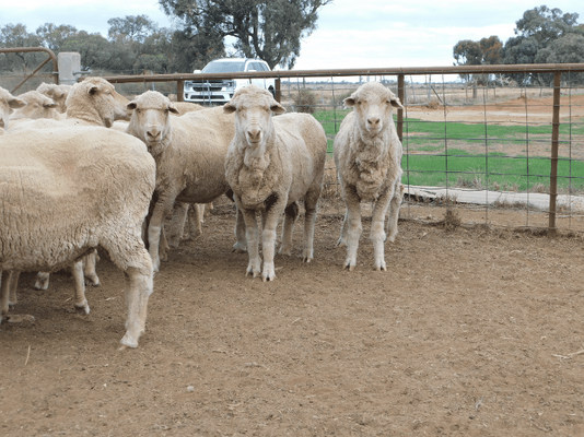 Poll Merino SIL Ewes 3.png