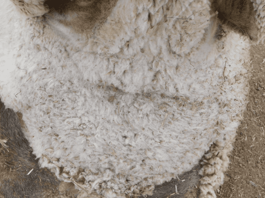 Poll Merino SIL Ewes 11.png