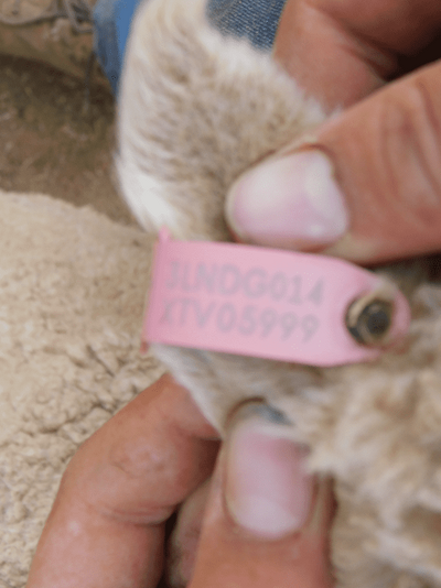 Poll Merino SIL Ewes 14.png