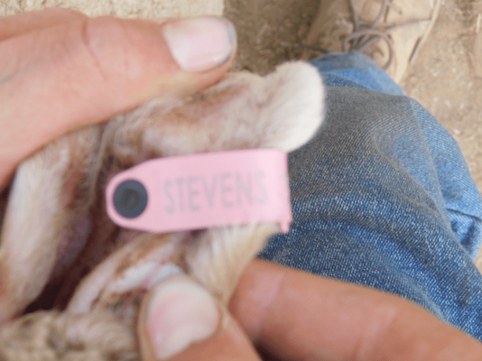 Poll Merino SIL Ewes 13.png