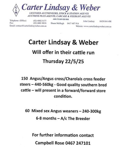 Dubbo Prime Cattle Sale Carter Lindsay.jpg