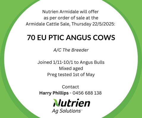 Armidale Cattle Sale- 8-30am, 22 May 2.jpg