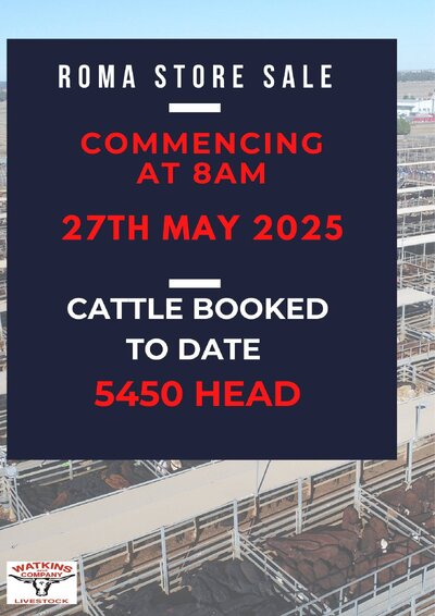 Roma Store Cattle Sale .jpg Roma Store Cattle Sale .jpg