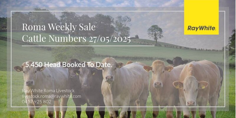 Roma Store Cattle Sale 7.jpg Roma Store Cattle Sale 7.jpg