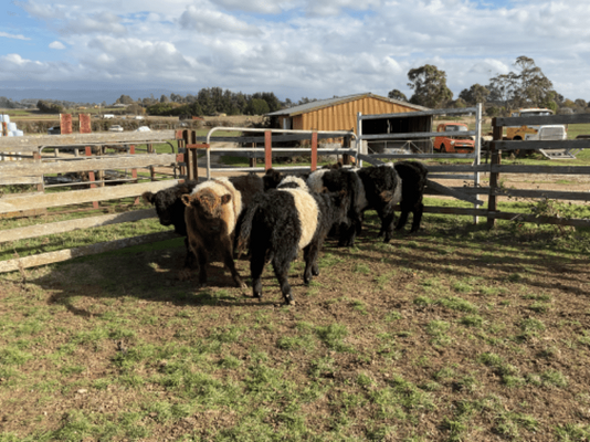 Belted Galloway Steers.png